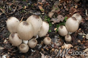 Coprinus_acuminatus.jpg