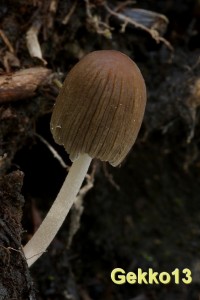 Coprinus angulatus.jpg