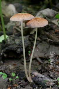 Coprinus_auricomus.jpg