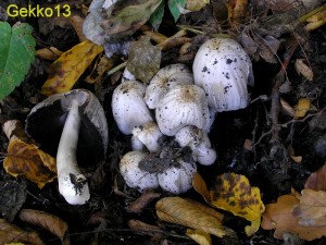 Coprinus_cf_romagnesianus.JPG