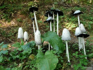 Coprinus_comatus_Jirsek4.JPG