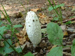 Coprinus_comatus_Jirsek5.JPG