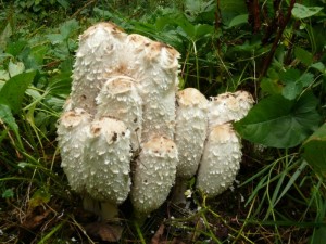 Coprinus_comatus_Jirsek6.JPG