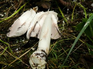 Coprinus_comatus_Jirsek7.JPG