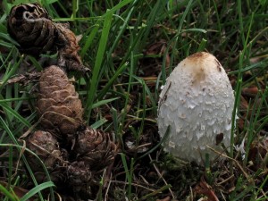 Coprinus comatus var. excentricus.jpg