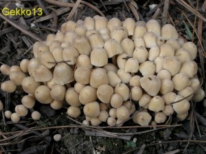 Coprinus_diiseminatus.JPG