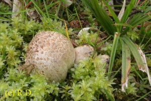 Coprinus_sp. 01.jpg
