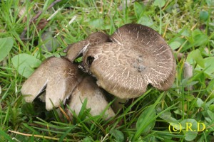 Coprinus_sp 02.jpg
