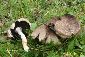 Coprinus_sp 04.jpg