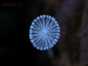 CoprinusMk2.jpg
