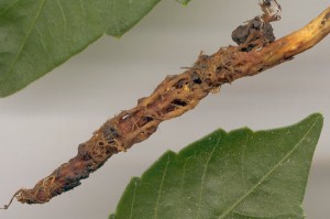 cordyceps_ gracilis_2_s.jpg