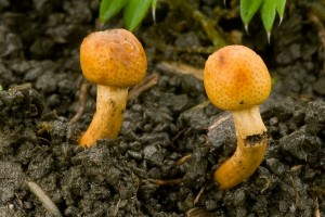 cordyceps_gracilis_dm_1.jpg