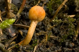 cordyceps_gracilis_dm_9.jpg