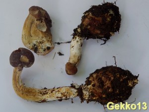 Cordyceps rouxii2.jpg