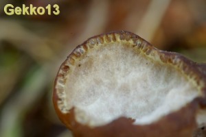 Cordyceps rouxii3.jpg
