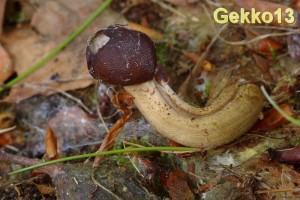Cordyceps rouxii.jpg