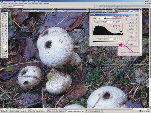 corel1a.jpg