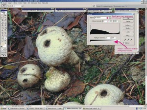 corel2b.jpg