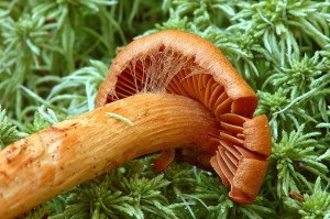 Cortinarius-rubellus1.jpg