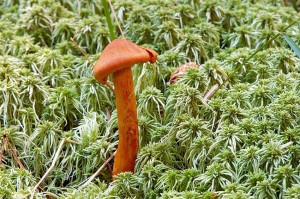 Cortinarius-rubellus.jpg