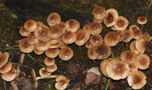 Cortinarius1.JPG