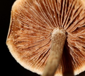 Cortinarius2.JPG