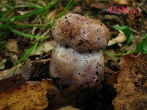 Cortinarius balteatocumatilis2.jpg