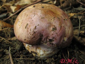 Cortinarius balteatocumatilis3.jpg