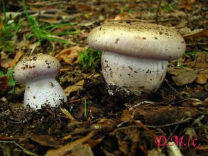 Cortinarius balteatocumatilis.jpg