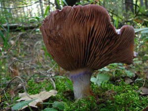 Cortinarius caerulescens.jpg