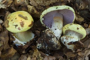 cortinarius_calochrous_dm_2.jpg