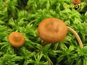 Cortinarius_croceoconus2.JPG