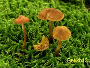 Cortinarius_croceoconus.JPG