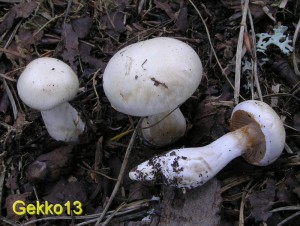 Cortinarius eburneus.JPG