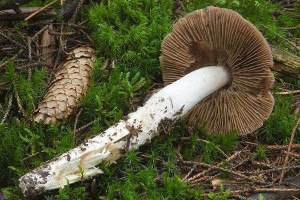 cortinarius_mucifluus_dm_2.jpg