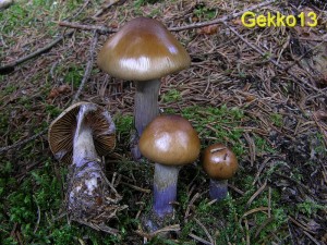 Cortinarius muscigenus.JPG