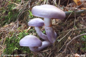 Cortinarius salor.jpg