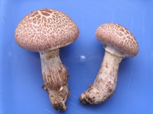 Cortinarius sp..jpg