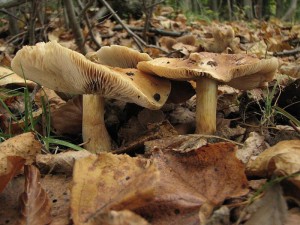 Cortinarius turmalis1.jpg