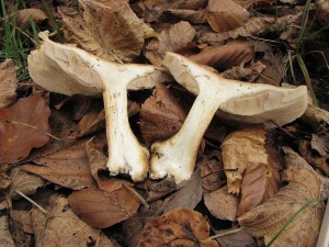 Cortinarius turmalis2.jpg