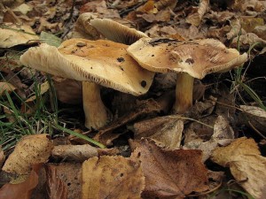 Cortinarius turmalis.jpg