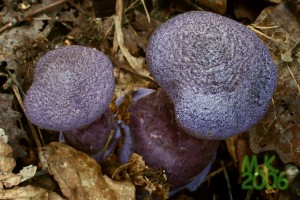 Cortinarius_violaceus.jpg