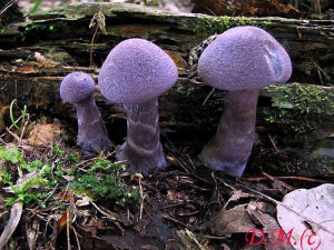 Cortinarius violaceus.jpg