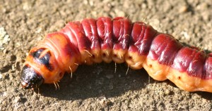 CossusCossus1.jpg
