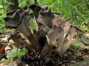 Craterellus cornucopioides2.jpg