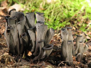 Craterellus cornucopioides.jpg