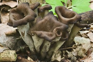 craterellus_cornucopioides_dm_19.jpg