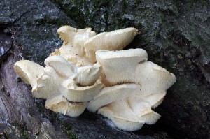 Creolophus_cirrhatus2.jpg