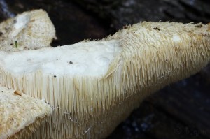 Creolophus_cirrhatus3.jpg