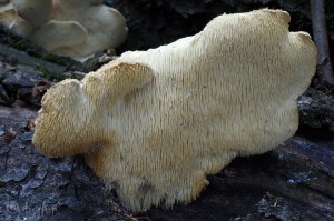 Creolophus_cirrhatus.jpg